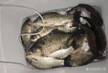 春钓容易忽视的3个细节，80% 钓友空军都栽在这！