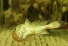 黑鳃梅童鱼是什么鱼？