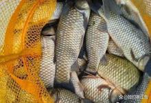钓鱼别急着下竿！水面出现这3种情况，赶紧收竿回家？错了！赶紧下竿！