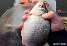 别怪饵料！雨水后钓不到大板鲫，90%的人输在第1步选窝！