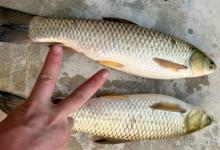 鱼眼睛又大又圆就视力好？其实跟瞎了没啥区别？原来找吃的全靠这几招，钓鱼人要懂！