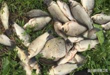 惊蛰钓鲫别再死守深水！老钓友私藏的3个黄金法则，新手也能连竿！