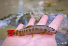 这种“最美泥鳅”一斤卖到150元！钓鱼人钓到能高兴好几天！