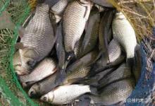 浮漂一动不动，一提竿却中鱼？90%的钓友都搞错了真正原因！按这4步走，连杆到手软！