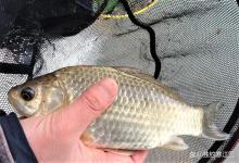 早春打窝“三打三不打”！记住这6个字，窝料不浪费，渔获翻倍！