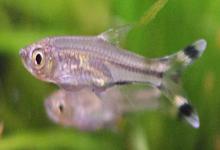 三线波鱼是什么鱼？