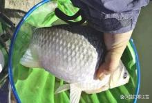 初春下午3点后，这2个位置藏着大板鲫！90%的人不知道，下竿就咬钩！