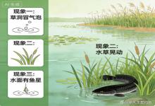 春季钓黑鱼别瞎守！这3种现象一出现，黑鱼必在，其实很好钓