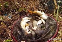 春钓鲫鱼10次9空？90%的人不知道：这3天打死也别去！