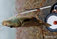 早春钓浅还是钓深？什么天气、什么条件才适合钓浅，一次说清楚！