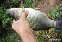 湖库野钓，认准这5个“黄金钓位”！只要去钓，就能上大鱼！