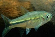 南方波鱼是什么鱼？