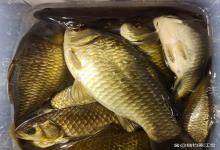 三月野钓鲫鱼，你的鱼竿长度用对了吗？3种情况要格外注意