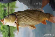 春季钓鱼最大的难题：天气多变鱼情乱！“六字诀窍”帮你轻松破解！
