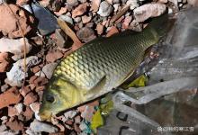 钓了一辈子鲫鱼，你可能都没注意过：公的和母的长得不一样！