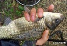 钓鱼用“土”的3大妙招！窝料里加把泥，聚鱼效果翻一倍！