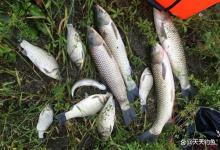 野钓大鱼，打窝最高境界：闻得到、吃不到、留得住