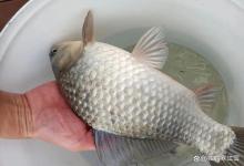 初春肥水钓鱼，掌握“二字诀窍”！渔获越来越好！