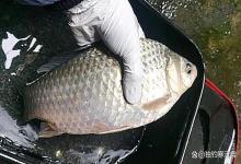 冬末春初野钓，水温像过山车！鱼在哪里、怎么钓，这篇全讲透！