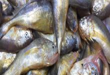 梅童鱼又叫什么鱼？