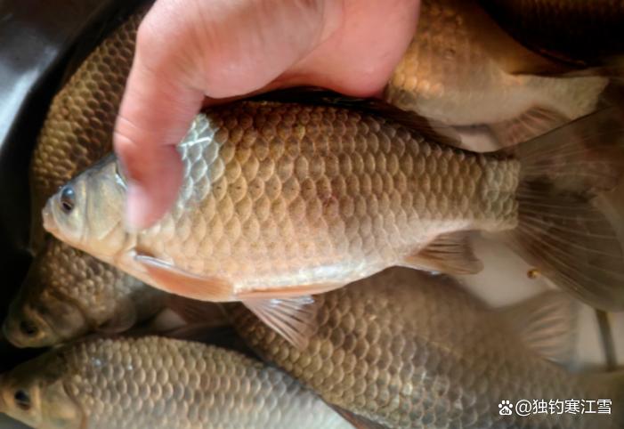 野钓判断钓位好坏，水色比深浅更重要！三种水色，教你看懂三种鱼情！