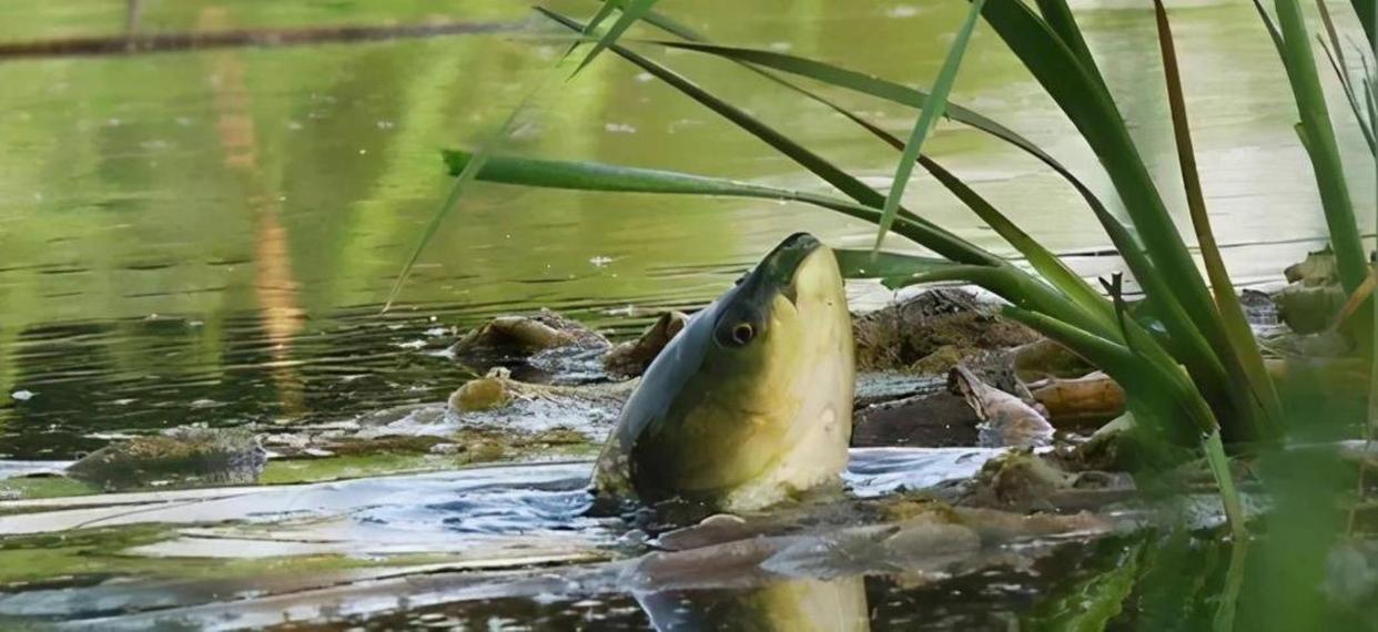 打窝后半天不发窝？这3个错误要避开，不然就是白喂鱼！