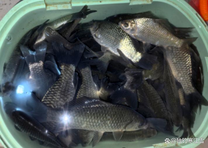 野钓判断钓位好坏，水色比深浅更重要！三种水色，教你看懂三种鱼情！