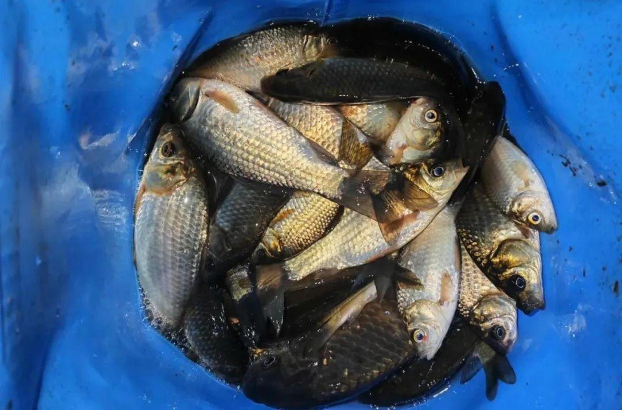 打窝后半天不发窝？这3个错误要避开，不然就是白喂鱼！