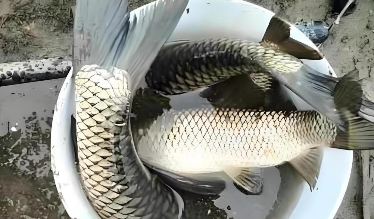 打窝后半天不发窝？这3个错误要避开，不然就是白喂鱼！