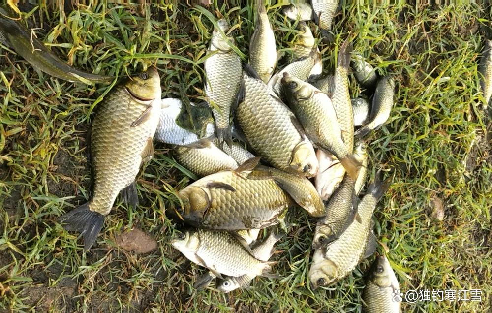 春季野钓用红虫，为什么别人连杆你没口？挂钩手法有讲究