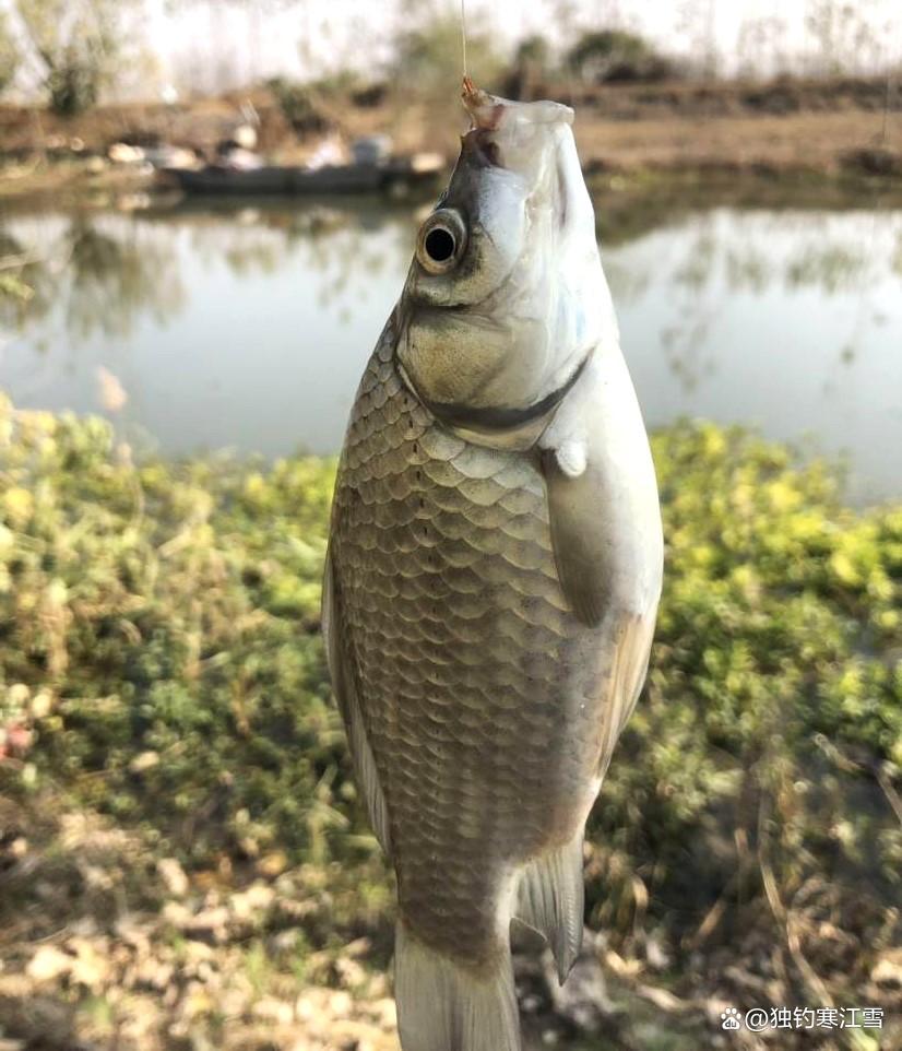 春季野钓用红虫，为什么别人连杆你没口？挂钩手法有讲究