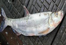 多鳞白鱼是什么鱼？