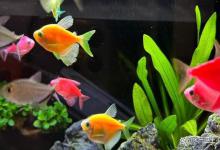 鱼缸亚硝酸盐高鱼有什么症状？鱼缸亚硝酸盐超标对鱼有哪些危害？