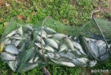 春钓大鲫鱼，是时候抖灰面了，传统钓集大成者