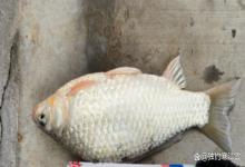 春季野钓别死磕一个窝，要学会取舍，懂得取舍才能越钓越多！