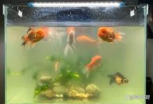 养鱼为什么加了硝化细菌鱼缸反而更浑浊？全是方法错了！