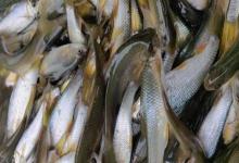 少耙白鱼是什么鱼？