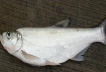 宜良白鱼是什么鱼？