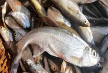 麦氏波鱼是什么鱼？