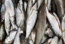 寻甸白鱼是什么鱼？