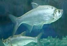 大鳞白鱼是什么鱼？