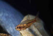 细波鱼是什么鱼？