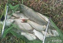 春季野钓，制作一款重口饵料，大水面也能通杀