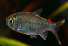 黑背波鱼是什么鱼？