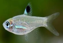 背点波鱼是什么鱼？