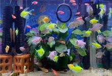 如何把鱼缸亚硝酸盐从爆表干到零？降亚盐快还不反弹的菌你用了吗？