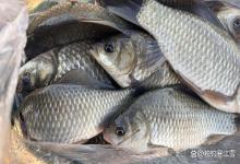 清明前钓鲫鱼，看准这几点必爆护