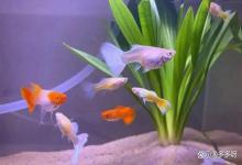 鱼缸腥味大加硝化细菌好吗？鱼缸总有腥臭味？有两点一定要注意？