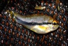 艾氏波鱼是什么鱼？