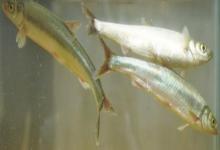 星云白鱼是什么鱼？